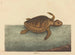 La tortue caouanne Testudo cavanna - Mark Catesby — visning af kunstværket