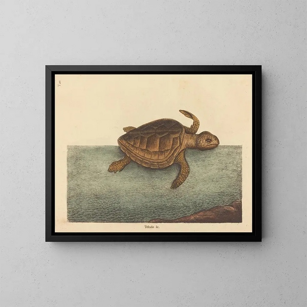 La tortue caouanne Testudo cavanna - Mark Catesby — indrammet kunstværk på væggen