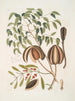 L'acajou - Mark Catesby — visning af kunstværket