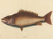 Le vivaneau gris - Mark Catesby — visning af kunstværket
