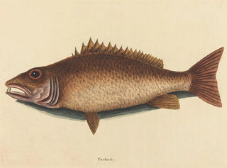 Le vivaneau gris - Mark Catesby — visning af kunstværket