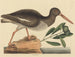 Le Huîtrier pie Haematopus ostralegus - Mark Catesby — visning af kunstværket