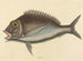 Le Porgy Sparus chrysops - Mark Catesby — visning af kunstværket