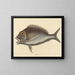 Le Porgy Sparus chrysops - Mark Catesby — indrammet kunstværk på væggen