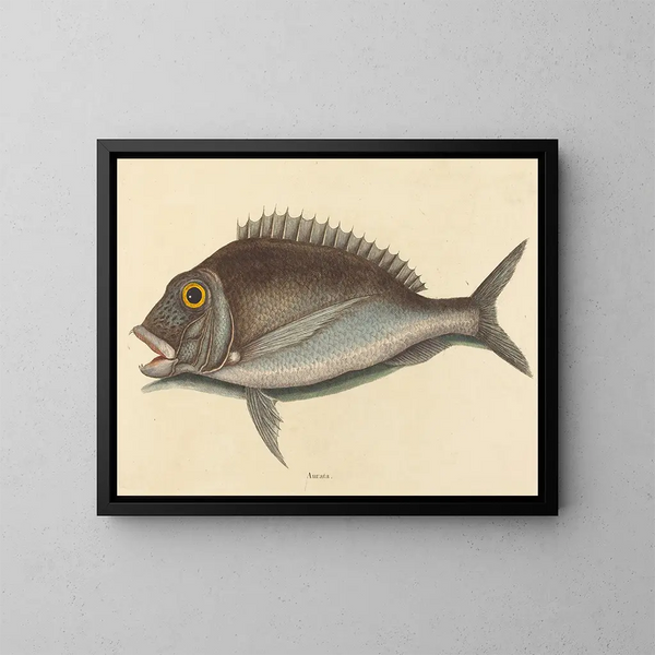 Le Porgy Sparus chrysops - Mark Catesby — indrammet kunstværk på væggen