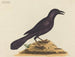 Le corbeau violet - Mark Catesby — visning af kunstværket
