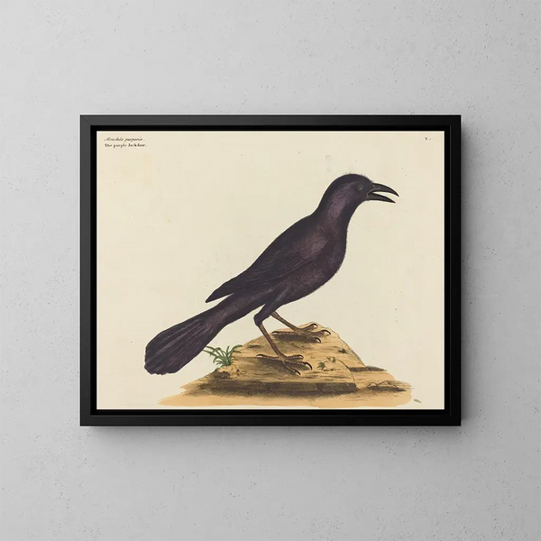 Le corbeau violet - Mark Catesby — indrammet kunstværk på væggen