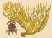 Le crabe à pinces rouges Cancer erythropus - Mark Catesby — visning af kunstværket