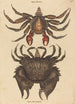 Le Crabe Rocheux Motté Rouge Cancer grapsus - Mark Catesby — visning af kunstværket