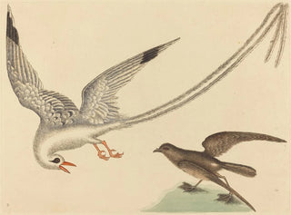 Le bruant des rizières - Mark Catesby — visning af kunstværket