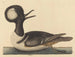 Le canard à capuchon - Mark Catesby — visning af kunstværket