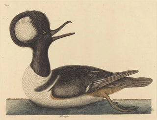 Le canard à capuchon - Mark Catesby — visning af kunstværket