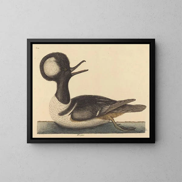 Le canard à capuchon - Mark Catesby — indrammet kunstværk på væggen