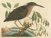 Le petit butor - Mark Catesby — visning af kunstværket