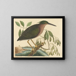 Mark Catesby - The Small Bittern Ardea virescens.webp