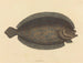 Le sole Pleuronectes lunatus - Mark Catesby — visning af kunstværket