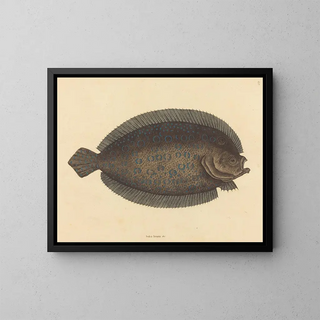 Mark Catesby - The Sole Pleuronectes lunatus.webp
