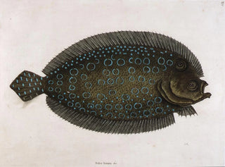 La sole lunée - Mark Catesby — visning af kunstværket