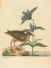 Le Soree Rallus virginianus - Mark Catesby — visning af kunstværket