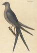 Le Faucon à Queue d'Hirondelle Falco furcatus - Mark Catesby — visning af kunstværket