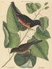 Le Towhe (Fringilla erythrophthalma) - Mark Catesby — visning af kunstværket