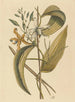 La vanille Epidendrum vanelloe - Mark Catesby — visning af kunstværket