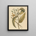 La vanille Epidendrum vanelloe - Mark Catesby — indrammet kunstværk på væggen