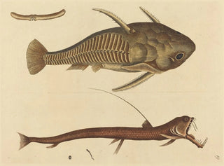 Mark Catesby - The Vipermouth Silurus cataphractus.webp