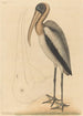 Le Pélican des Bois Tantalus Loculator - Mark Catesby — visning af kunstværket