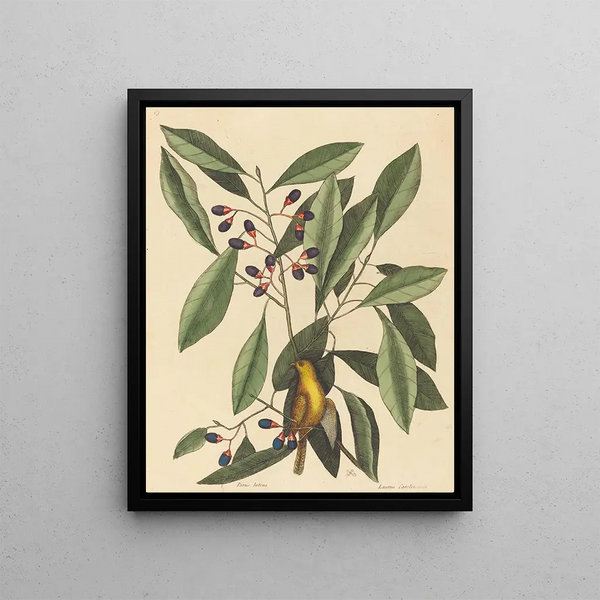 Mark Catesby - The Yellow Titmouse.webp
