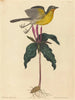 Le Paruline polyglotte - Mark Catesby — visning af kunstværket