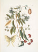 Le Papillon de Nuit à Quatre Yeux - Mark Catesby — visning af kunstværket