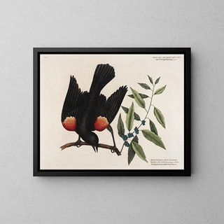 Mark Catesby - The red Wingd Starling The broad leaved candleberry Myrtle.webp
