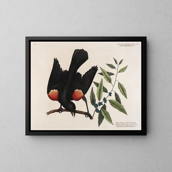 Le merle à ailes rouges, le myrte à feuilles larges et la bougie de baies - Mark Catesby — indrammet kunstværk på væggen
