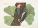 Le pic à ventre rouge, le pic chevelu, le chêne noir - Mark Catesby — visning af kunstværket
