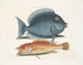 Le merle rhomboïdal et le poisson jaune - Mark Catesby — visning af kunstværket