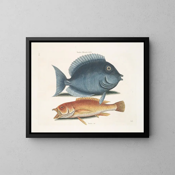 Le merle rhomboïdal et le poisson jaune - Mark Catesby — indrammet kunstværk på væggen