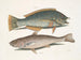 Le merle et le pudding américain, le whiting de Caroline - Mark Catesby — visning af kunstværket