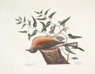 Le merle de Caroline, l'armoise de Virginie - Mark Catesby — visning af kunstværket