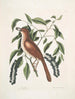 Turdus ruffus La Thruth farve ræv Ceraso similis arbuscula c De klynger af kirsebærtræ - Mark Catesby — visning af kunstværket