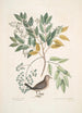 Turtur minimus guttatus Den Jordiske Due Zanthoxylum spinosum Lentisci foliis c L'Arbre à Douleur ou à Mal de Dents - Mark Catesby — visning af kunstværket