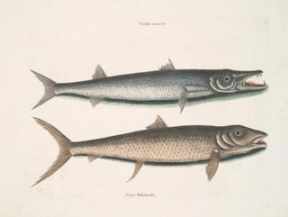 Umbla mineure c. Barracuda vulpis bahamensis - Mark Catesby — visning af kunstværket