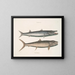 Umbla mineure c. Barracuda vulpis bahamensis - Mark Catesby — indrammet kunstværk på væggen