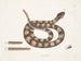 Vipère à queue de sonne - Mark Catesby — visning af kunstværket