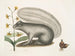 Viscum Sciurus, den grå vaskebjørn - Mark Catesby — visning af kunstværket