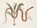 Viscum c. Anguis c. Le serpent des blés - Mark Catesby | Reproduction — visning af kunstværket
