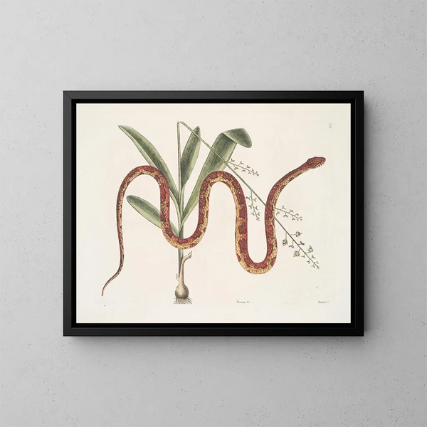 Viscum c. Anguis c. Le serpent des blés - Mark Catesby | Reproduction — indrammet kunstværk på væggen