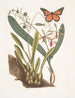 Viscum racine bulbeuse Viscum caryophyllodes c Papillio c - Mark Catesby — visning af kunstværket