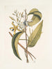 Volubilis silikosa Feuille de plantain mexicain Le Vanelloe - Mark Catesby — visning af kunstværket