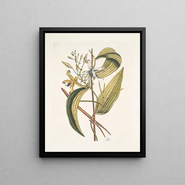 Mark Catesby - Volubilis siliquosa Mexicana plantagini folio The Vanelloe.webp